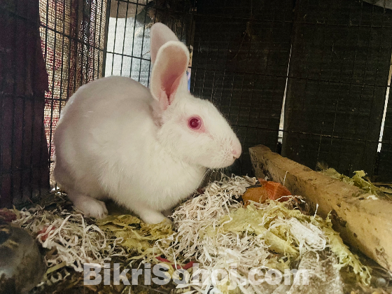 অ্যাডাল্ট ফিমেল খরগোশ